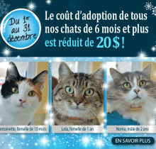 Visuel blitz adoption_déc. 2015